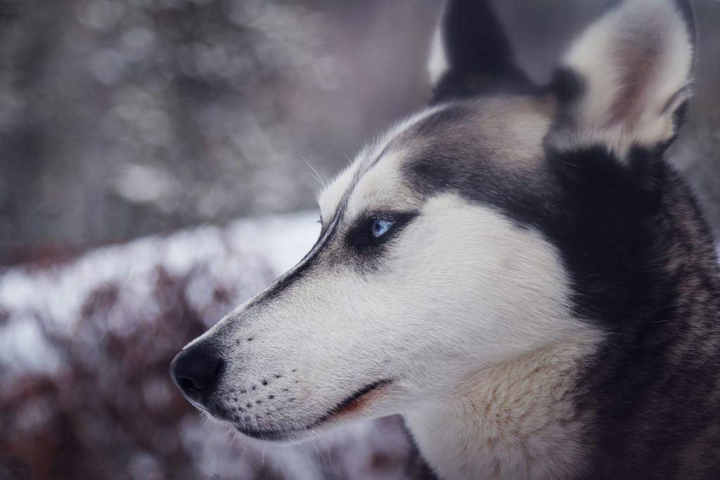 Fier-husky-menacant